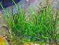 Preview: Grasblättriger Wasserkelch - Cryptocoryne crispatula in vitro